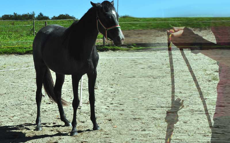 horse-seil