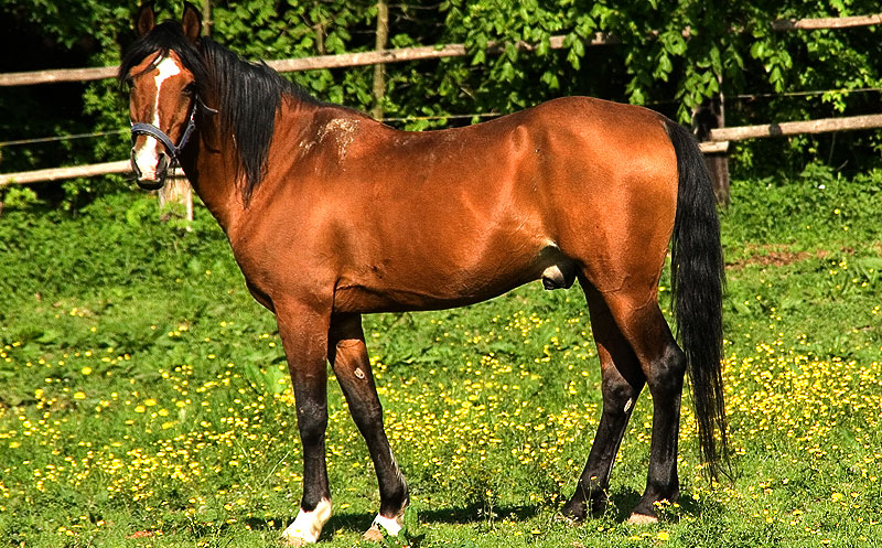 rostam-pferd