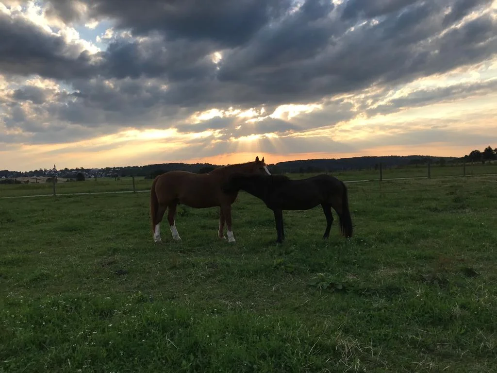 Pferde im warmen Abendlicht