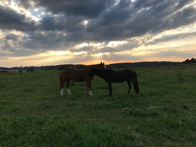 Pferde im Abendlicht