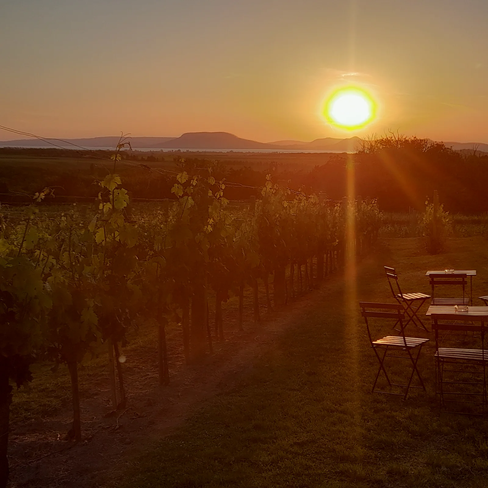 Abendlicht über den Weinreben