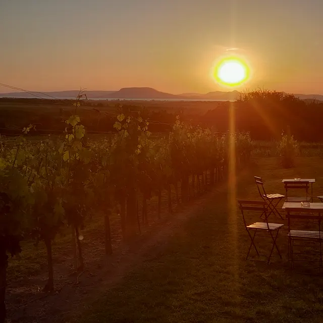 Abendlicht über den Weinreben